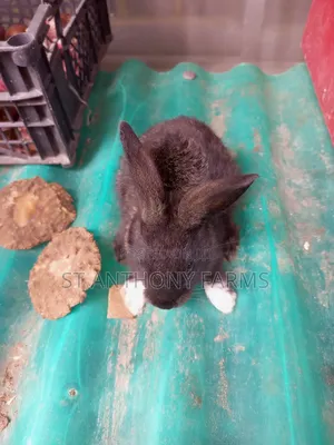 Beautiful Rabbits