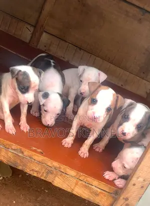 1-3 months Female Purebred American Pit Bull Terrier