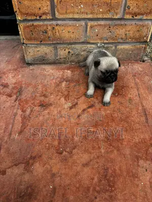 1-3 months Male Purebred Pug