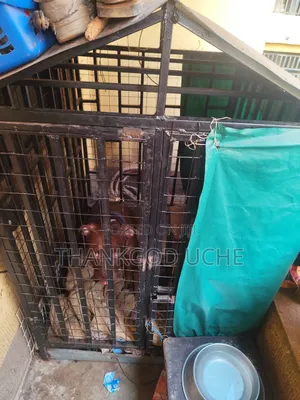 Spacious Dog Cage for All Breeds