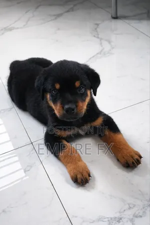 1-3 months Male Purebred Rottweiler