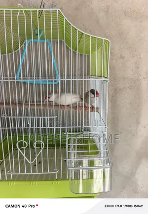 Java Finches