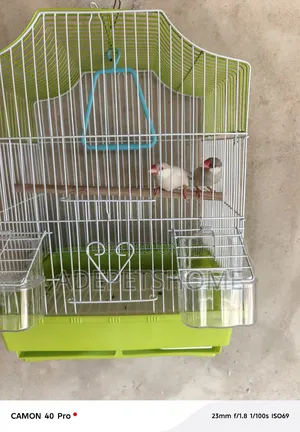Java Finches