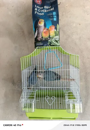 Foreign Lovebirds