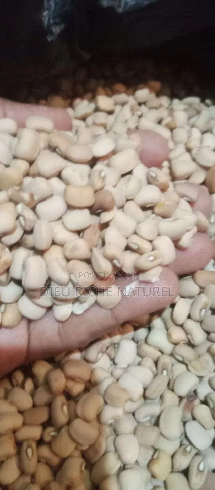 50kg Bag Honey Beans