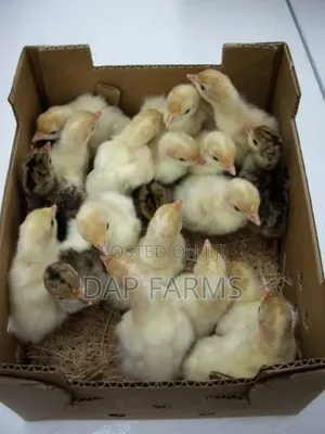 Day Old Local Turkeys, (Command, Lagos)
