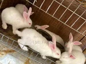 Weaners Rabbit 6weeks Available for Sale