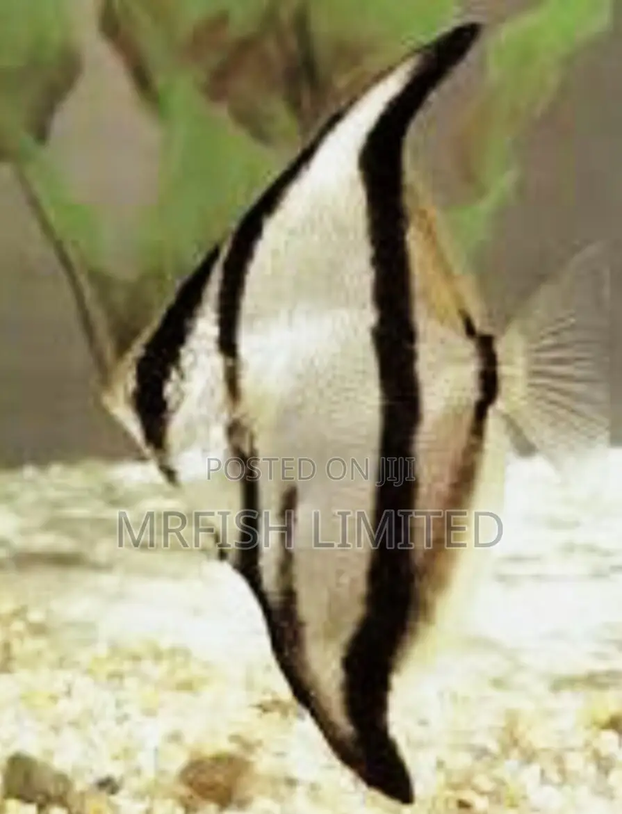 Mono Fish (Monodactylus Spp.)