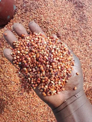 Bag of Guinea Corn