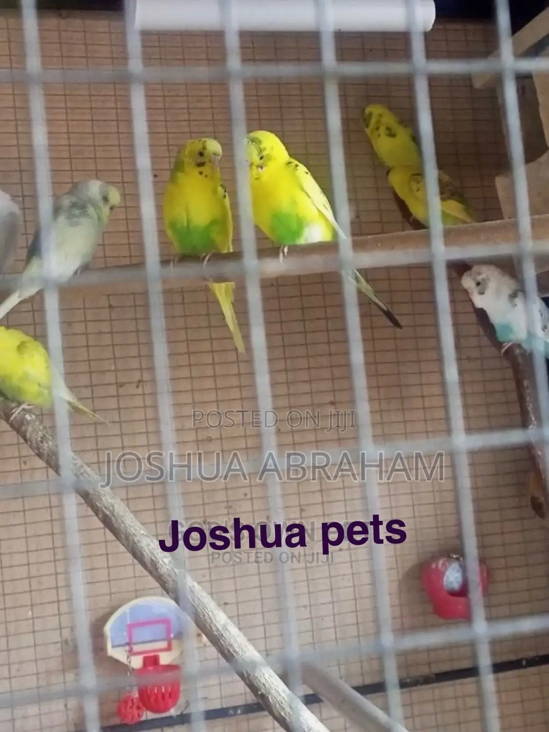 Lovely Parrots Healthy and Strong
