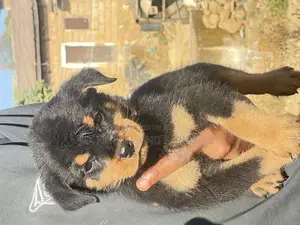 1-3 months Male Purebred Rottweiler