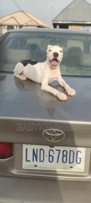 1-3 months Female Purebred American Pit Bull Terrier