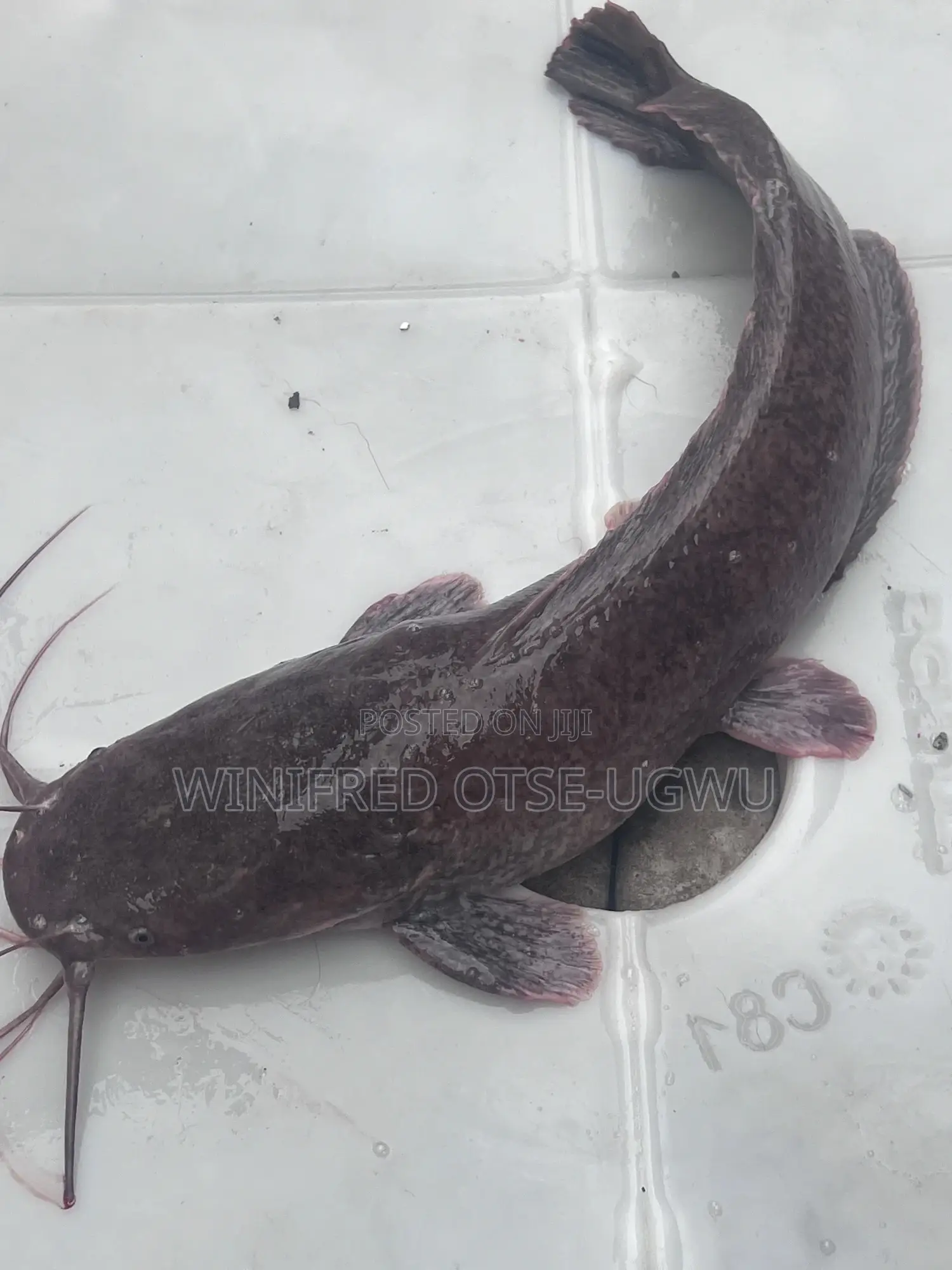 Live Table Size and Broodstock Catfish