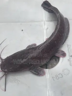 Live Table Size and Broodstock Catfish