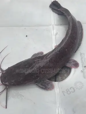 Live Table Size and Broodstock Catfish