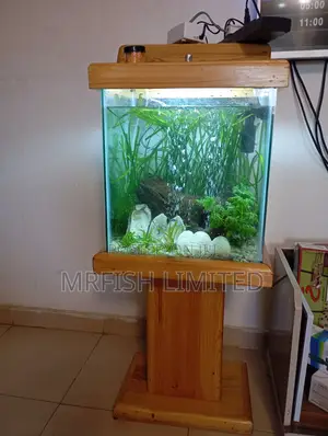 Pine Wood Aquarium