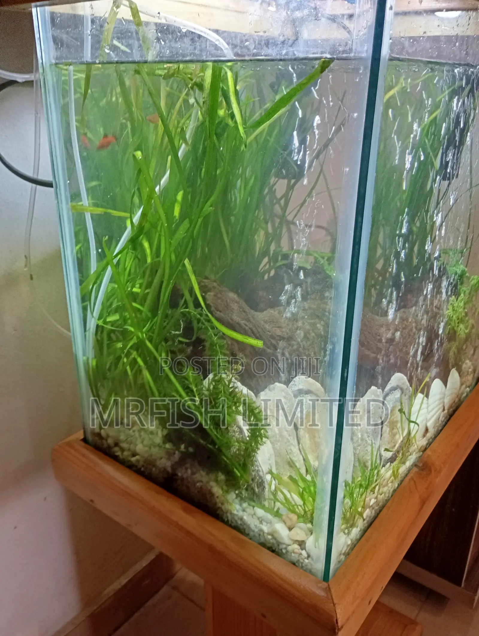 Pine Wood Aquarium