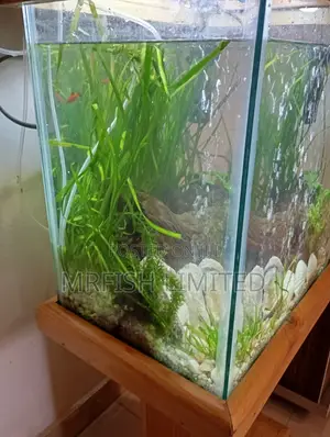 Pine Wood Aquarium