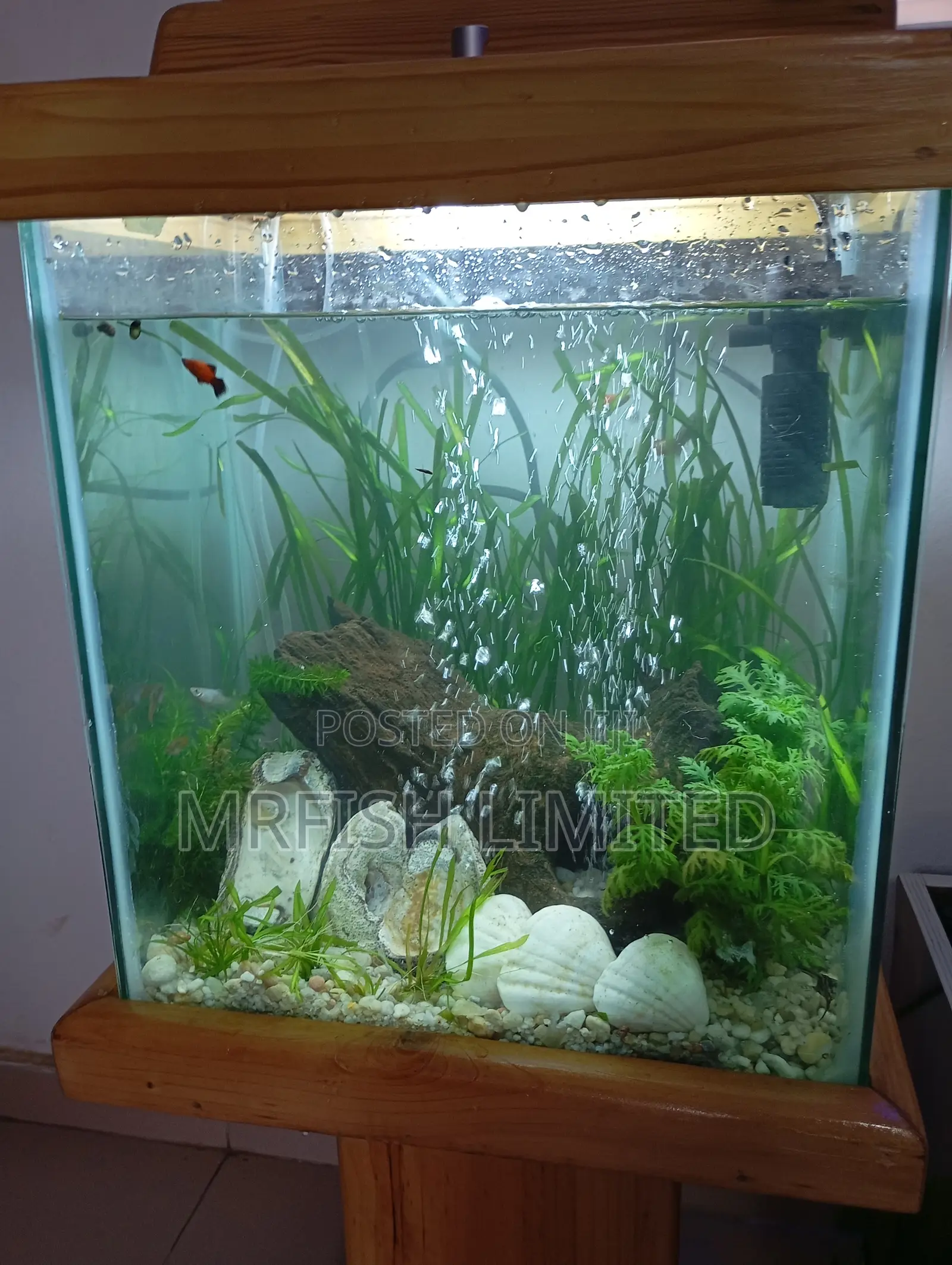 Pine Wood Aquarium