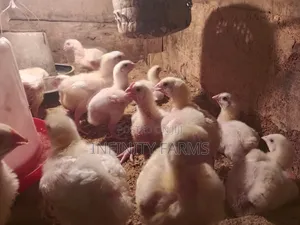 Rabbit Chicken