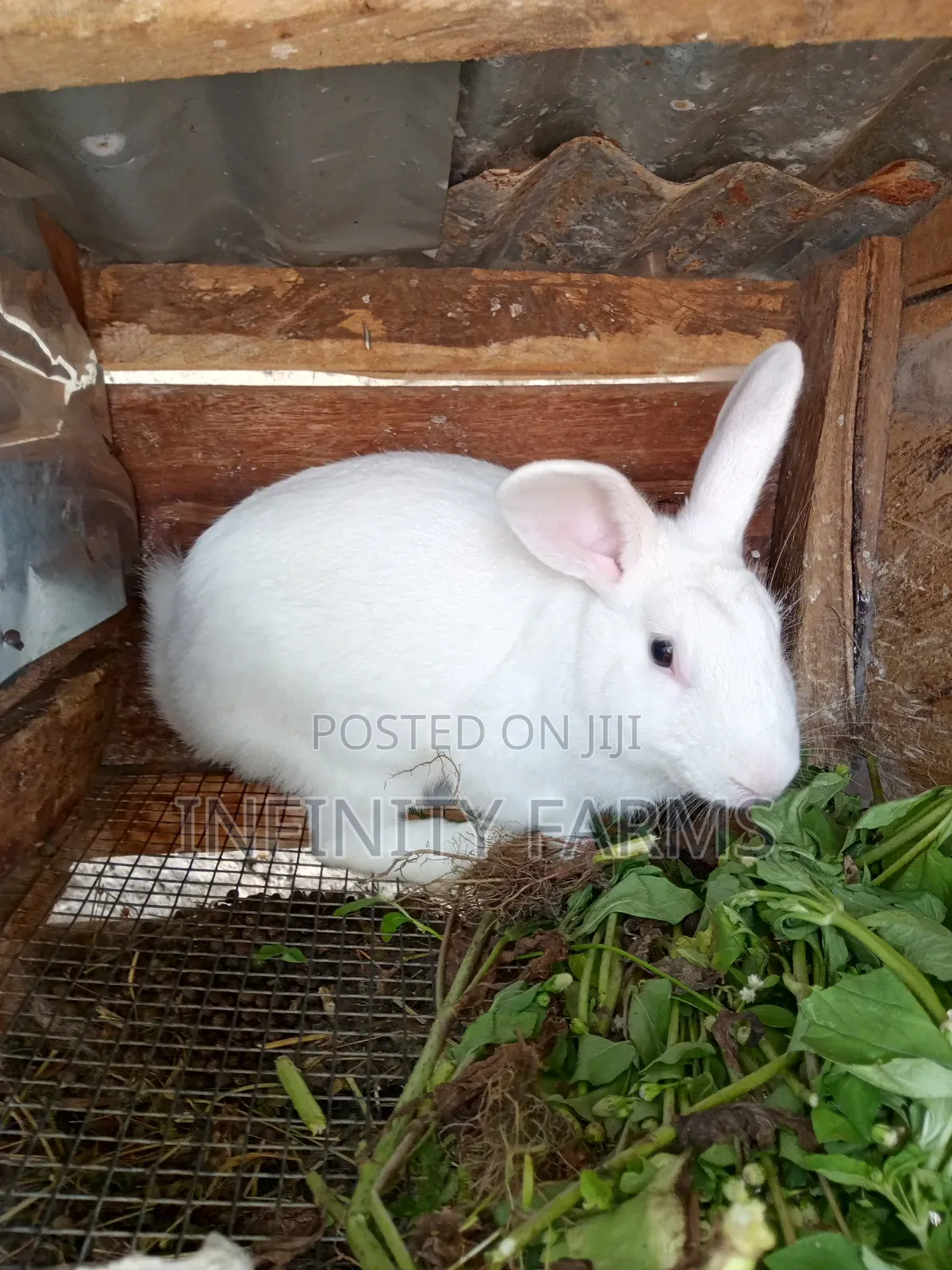 Rabbit Chicken