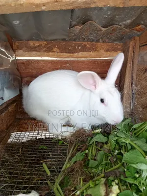 Rabbit Chicken