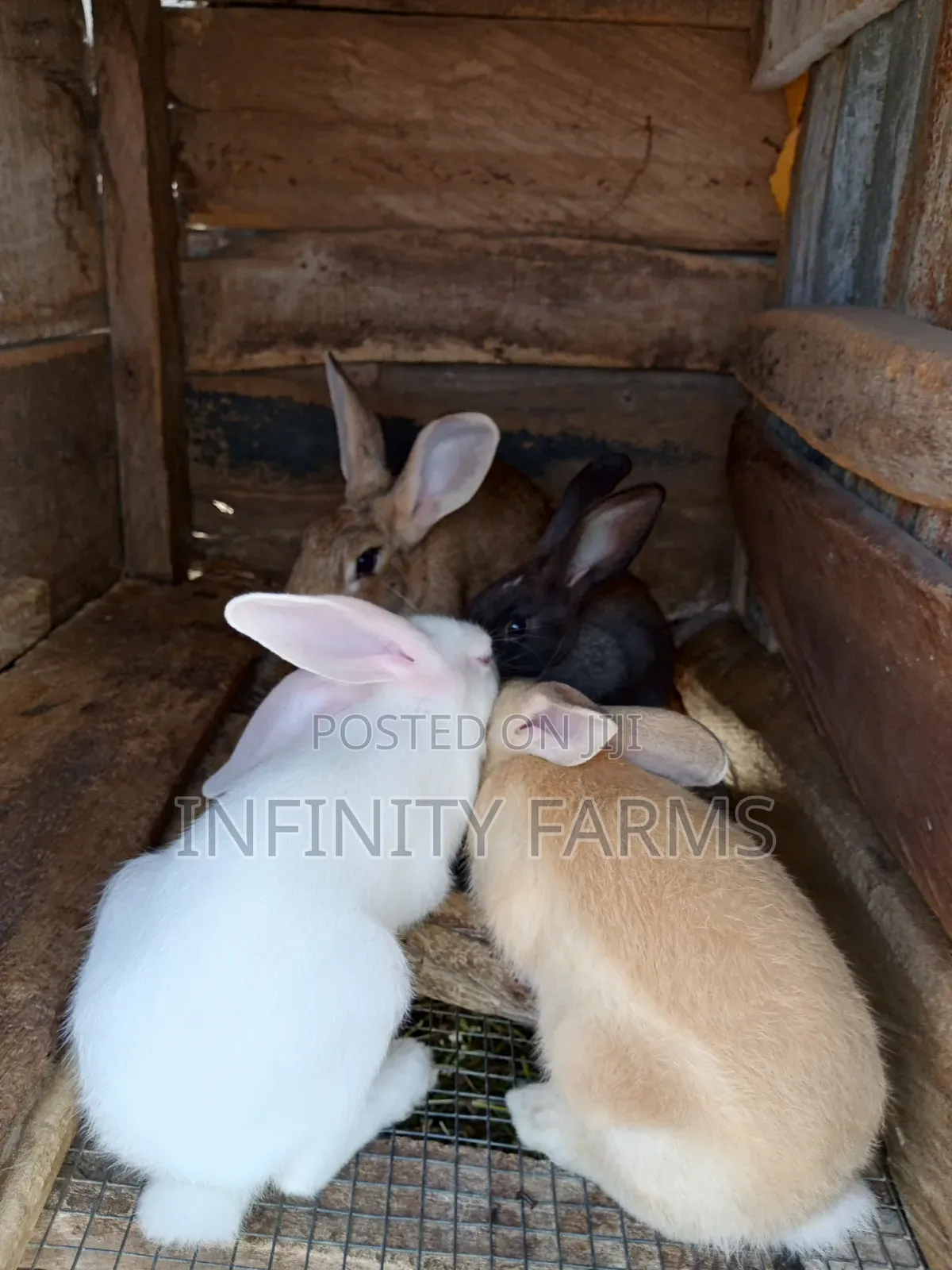 Rabbit Chicken