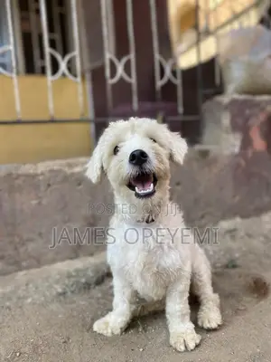 6-12 months Male Purebred Lhasa Apso