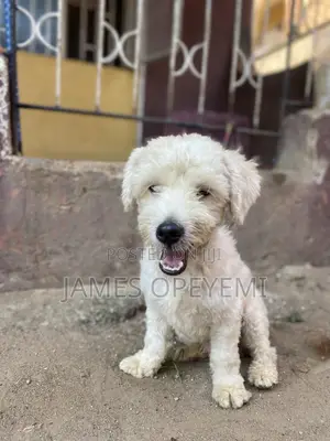 6-12 months Male Purebred Lhasa Apso