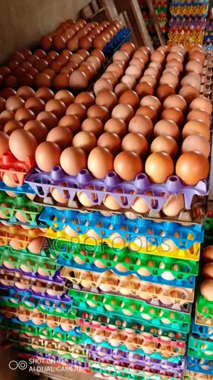 Fresh Raw Eggs Available Now for Sale