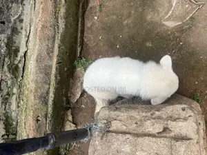 1+ year Male Purebred American Eskimo