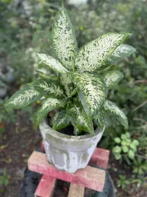 Indoor Balcony Plant