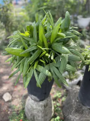 Indoor Balcony Plant