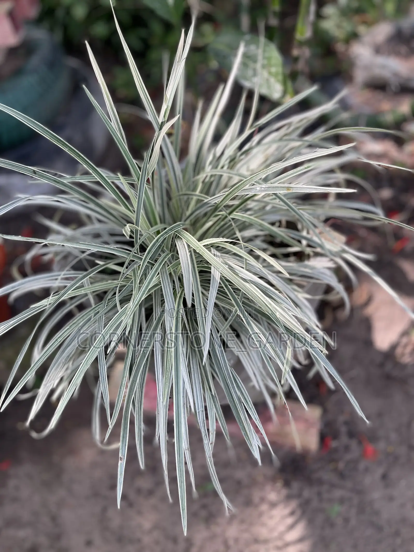 Indoor Balcony Plant