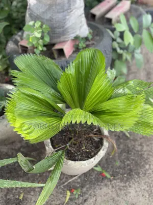 Indoor Balcony Plant
