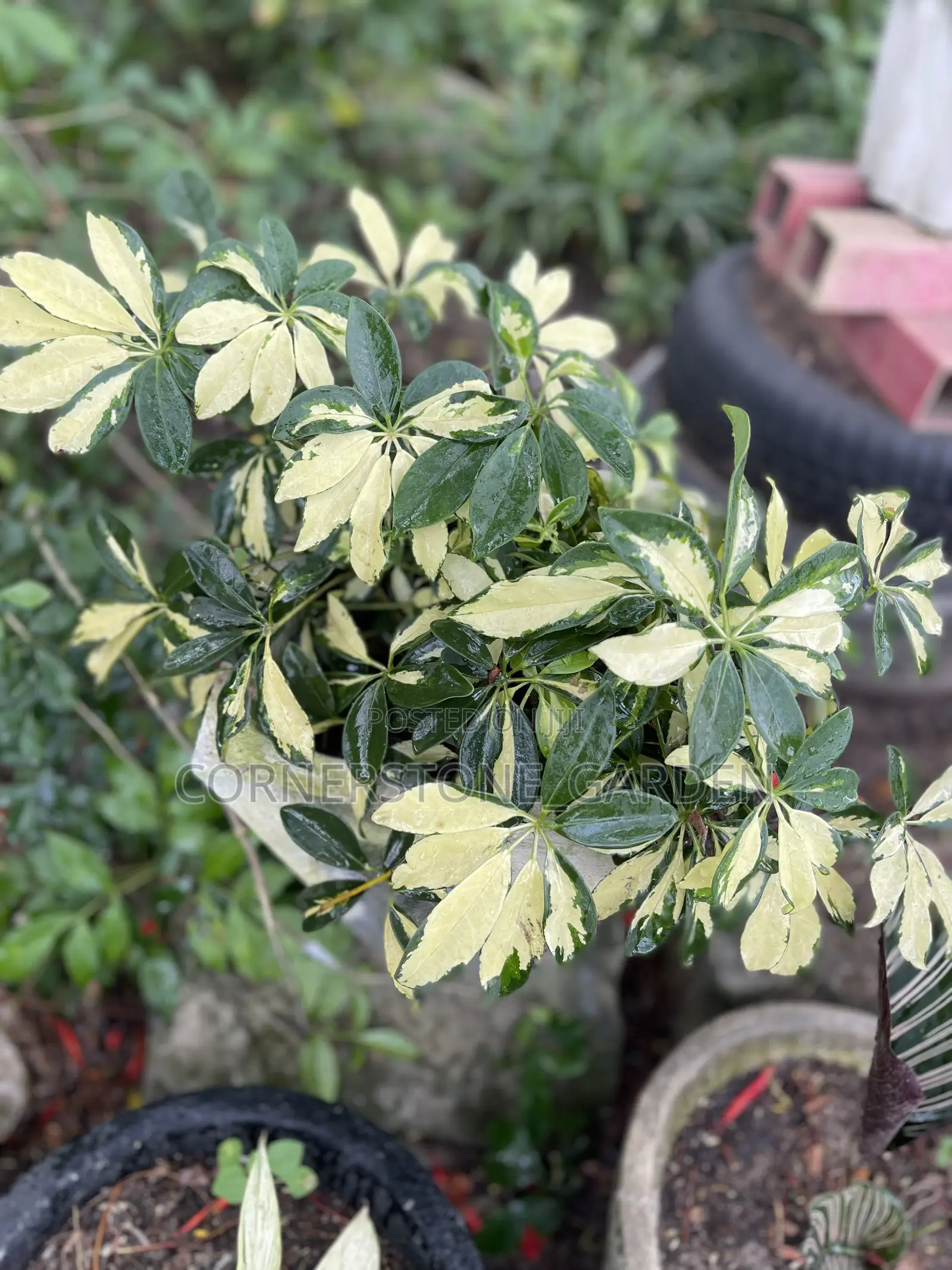 Indoor Balcony Plant