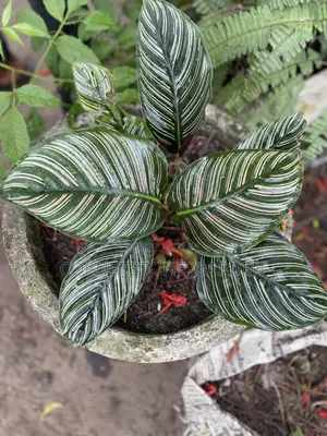 Indoor Balcony Plant