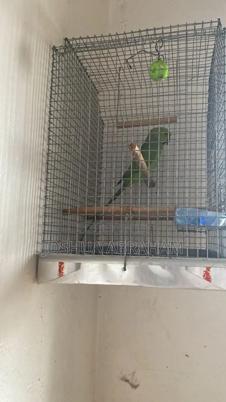 Lovely India Ring Neck Parakeet