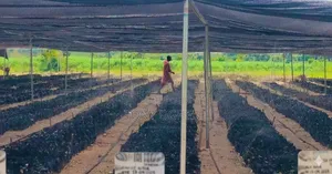 Acres and Hectares of Oil Palmtree Farmland for Sale in Ogbomoso, Oyo