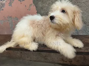 1-3 months Male Purebred Lhasa Apso