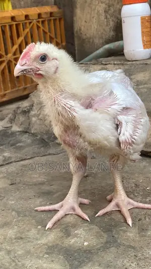 3-4 Weeks Broiler Always Available