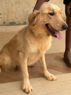 1+ year Female Purebred Golden Retriever