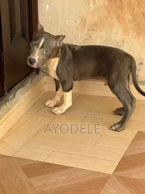 1-3 months Male Purebred American Bully