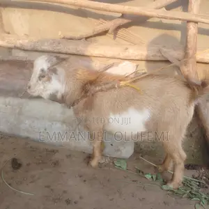 8 Months Obuko Goat