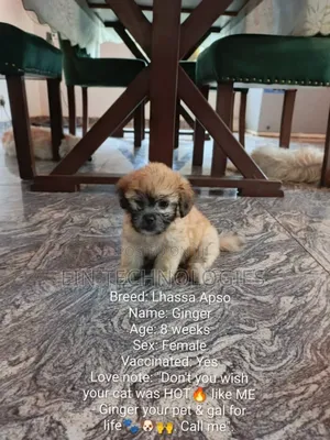 1-3 months Male Purebred Lhasa Apso