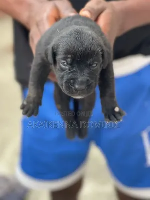 1-3 months Female Purebred Boerboel