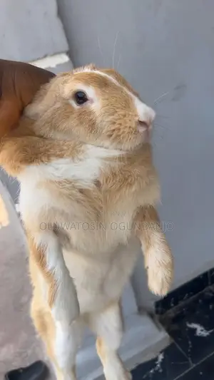 Adult Rabbit