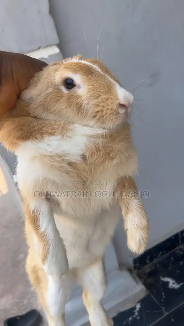 Adult Rabbit