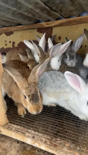 Adult Rabbit