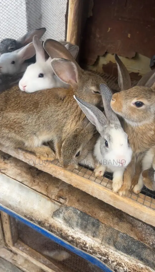 Adult Rabbit